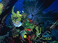 tropical fish in underwater reef