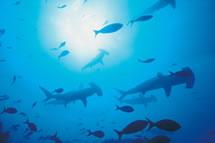 hammerhead sharks swimming