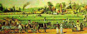 crop field on a plantation
